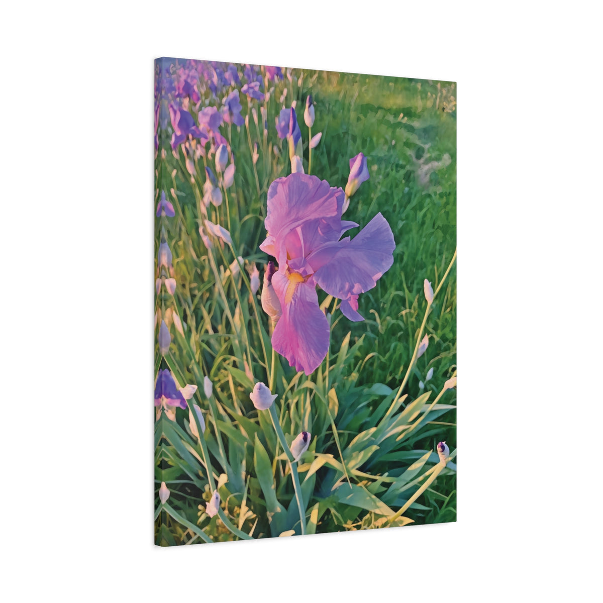 Stretched Matte Canvas - Flower of Iris