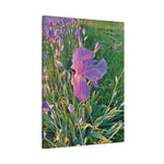 Stretched Matte Canvas - Flower of Iris