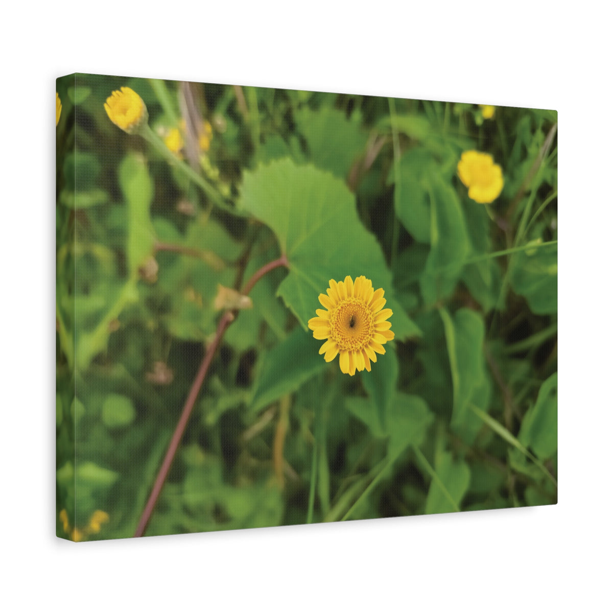 Stretched Matte Canvas - Flower of Crisantemo Campestre (Glebionis Segetum)