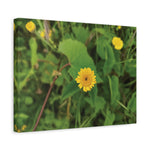 Stretched Matte Canvas - Flower of Crisantemo Campestre (Glebionis Segetum)