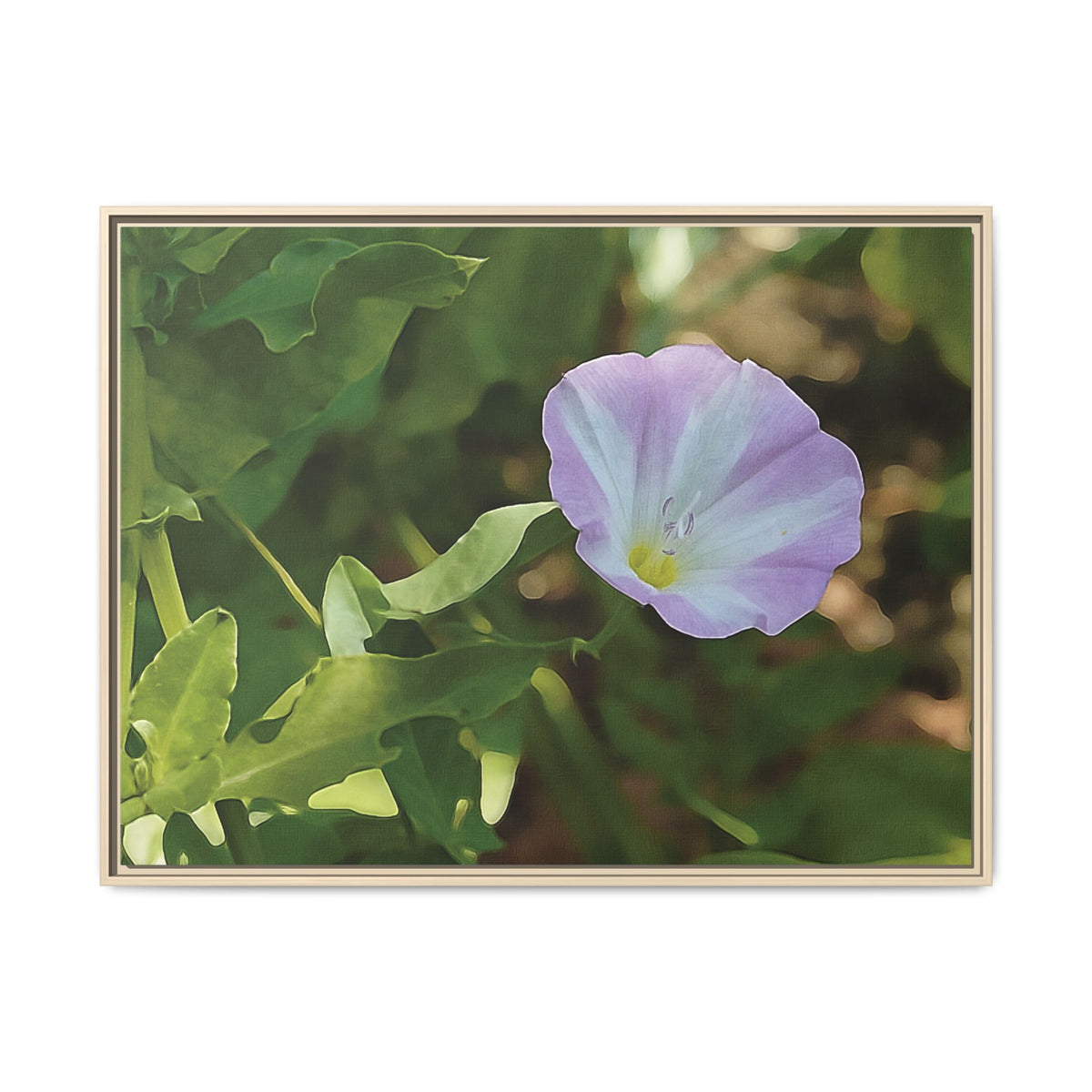 Convolvulus Arvensis | Framed Canvas