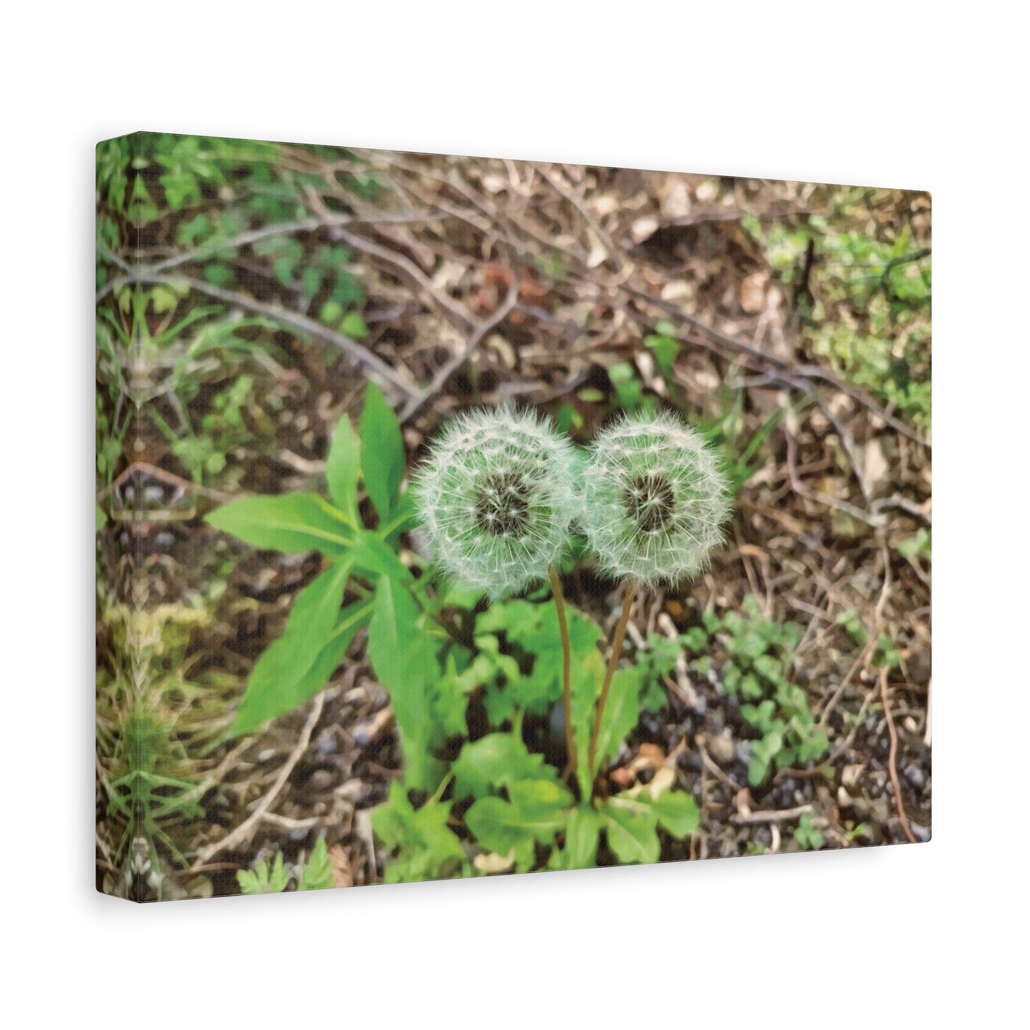Stretched Matte Canvas - Flower of Tarassaco (Soffione)
