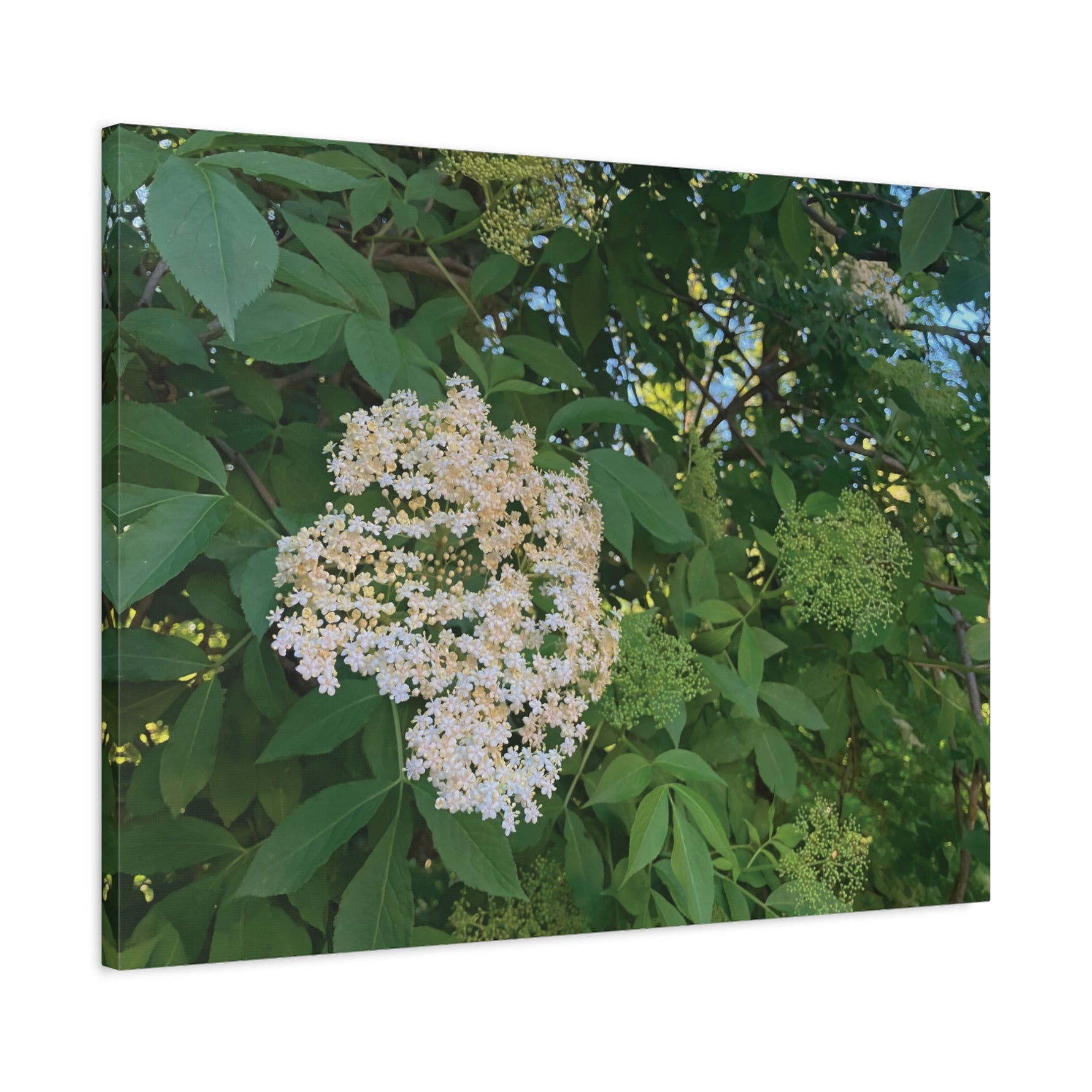 Stretched Matte Canvas - Flower of Elderberry (Sambucus)
