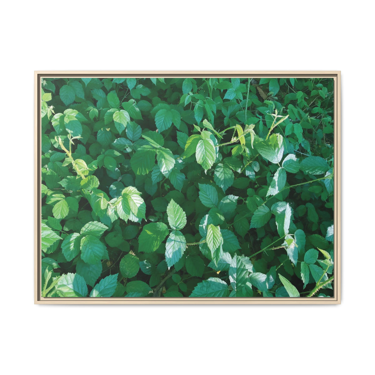 Rubus Leaves | Framed Canvas