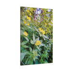 Stretched Matte Canvas - Flower of Lysimachia