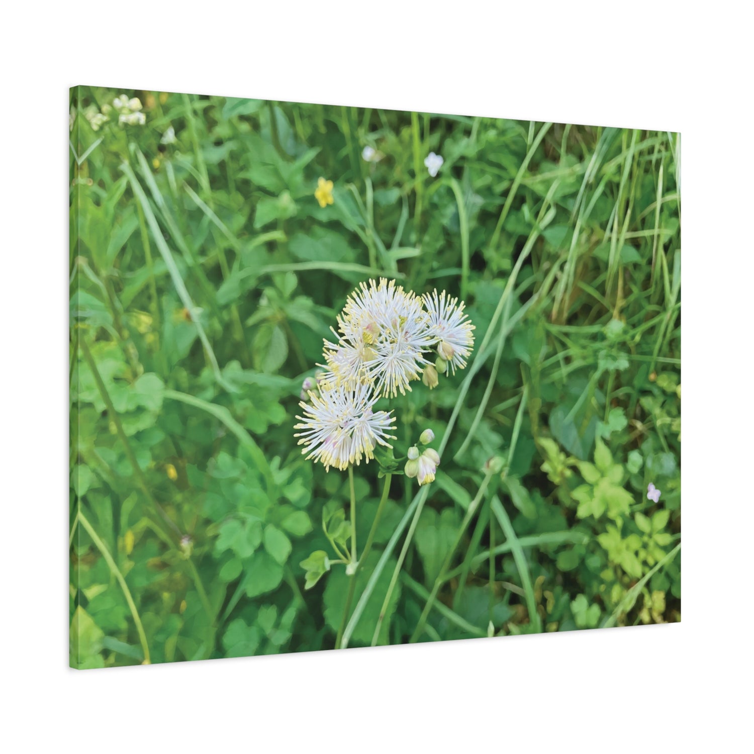 Stretched Matte Canvas - Flower of Thalictrum Aquilegiifolium