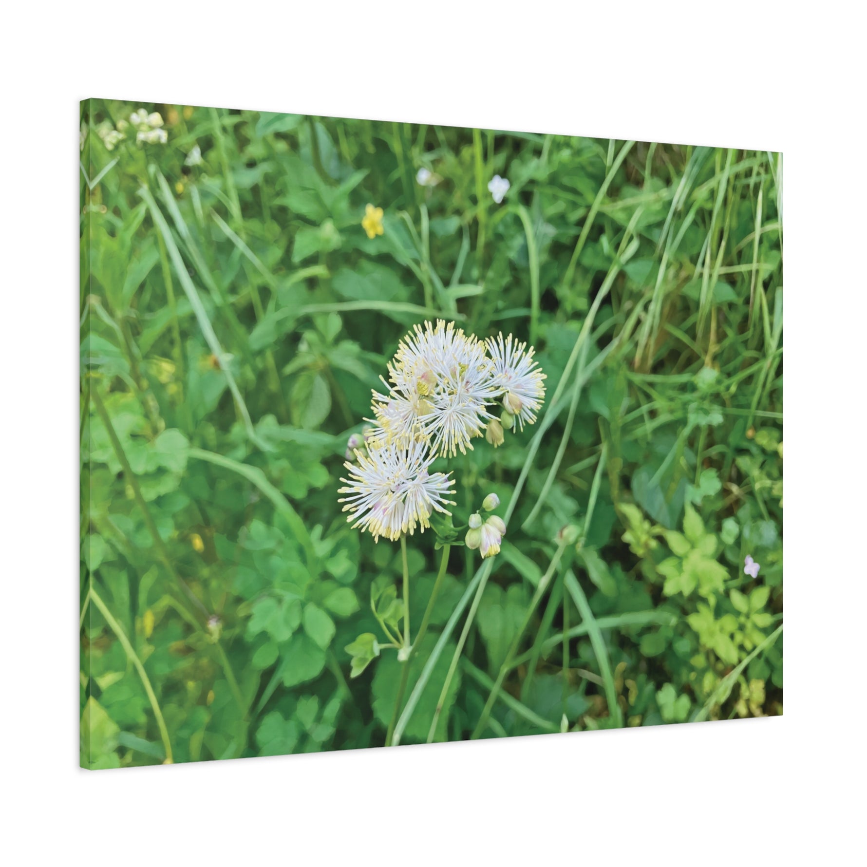 Stretched Matte Canvas - Flower of Thalictrum Aquilegiifolium