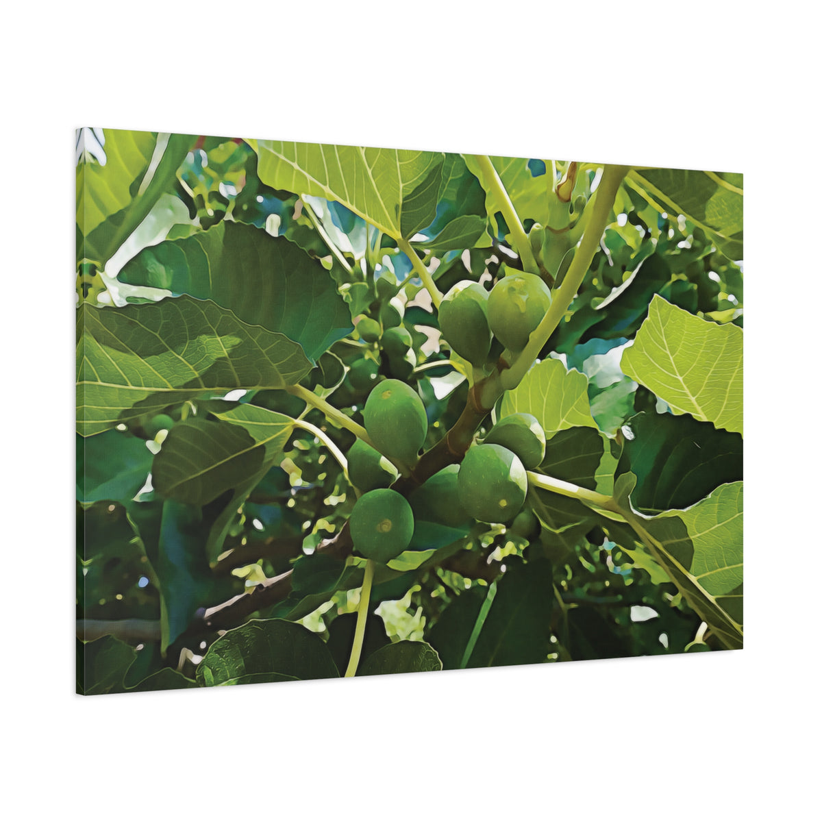Stretched Matte Canvas - Fig's Plant