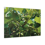Stretched Matte Canvas - Fig's Plant