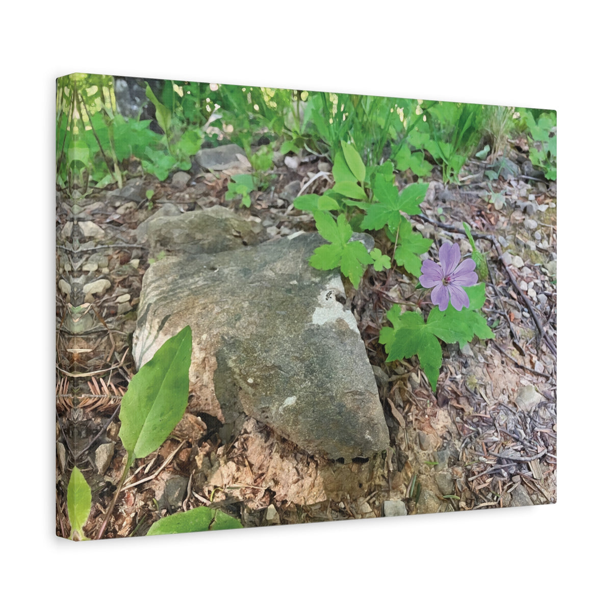 Stretched Matte Canvas - Flower of Geranium Nodosum