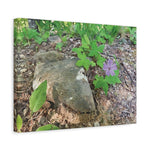 Stretched Matte Canvas - Flower of Geranium Nodosum