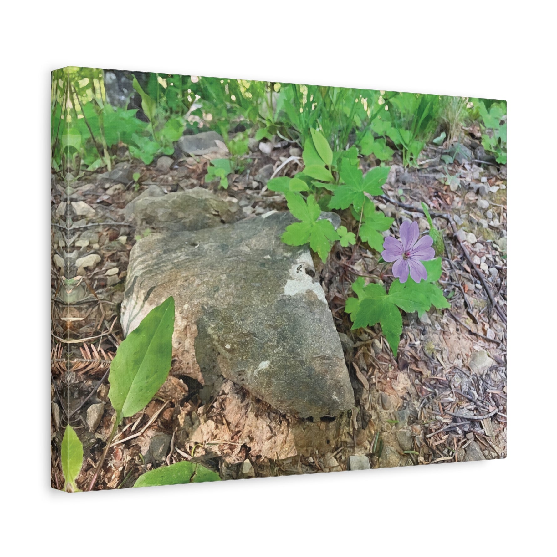 Stretched Matte Canvas - Flower of Geranium Nodosum