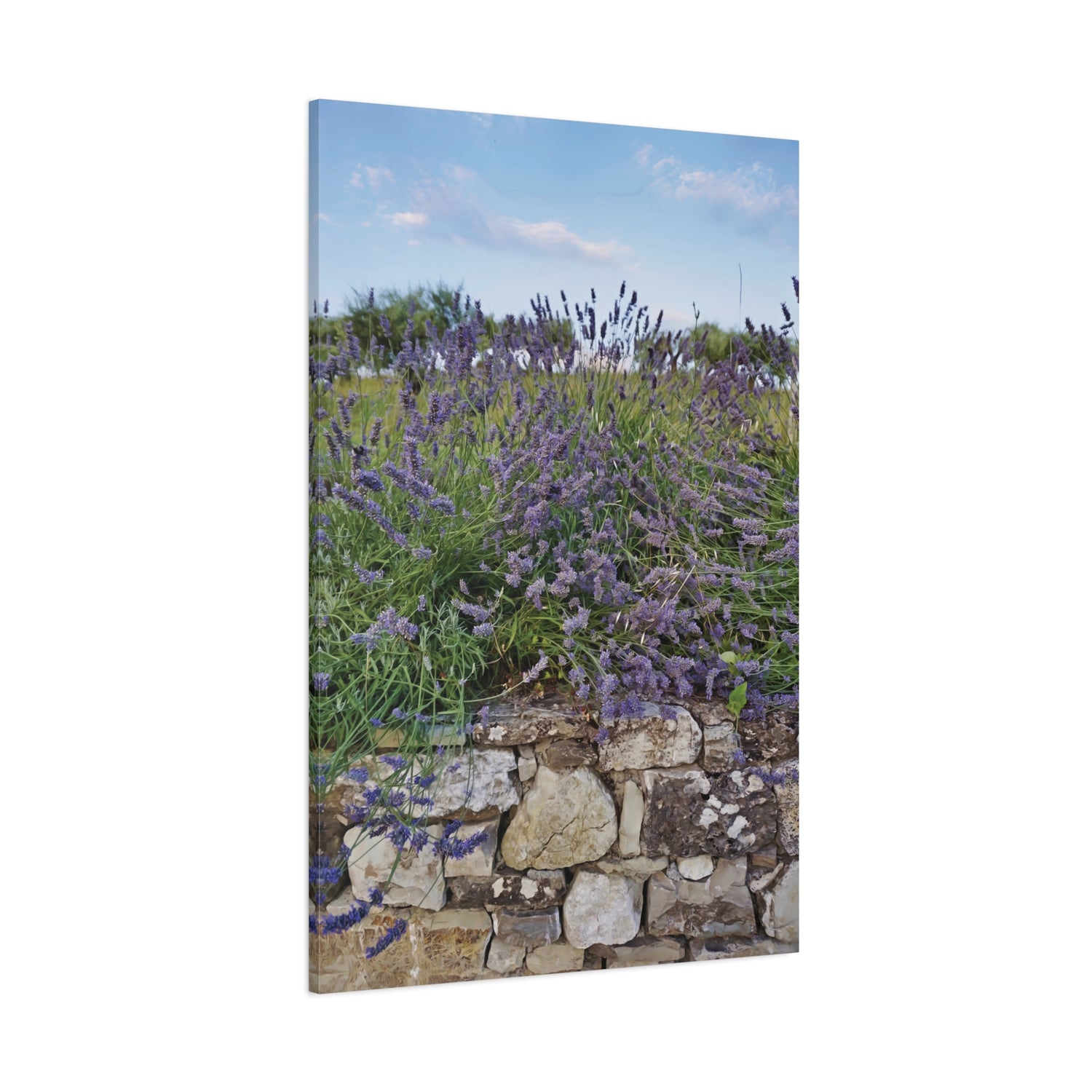 Stretched Matte Canvas - Flower of Lavender (Variant 2)