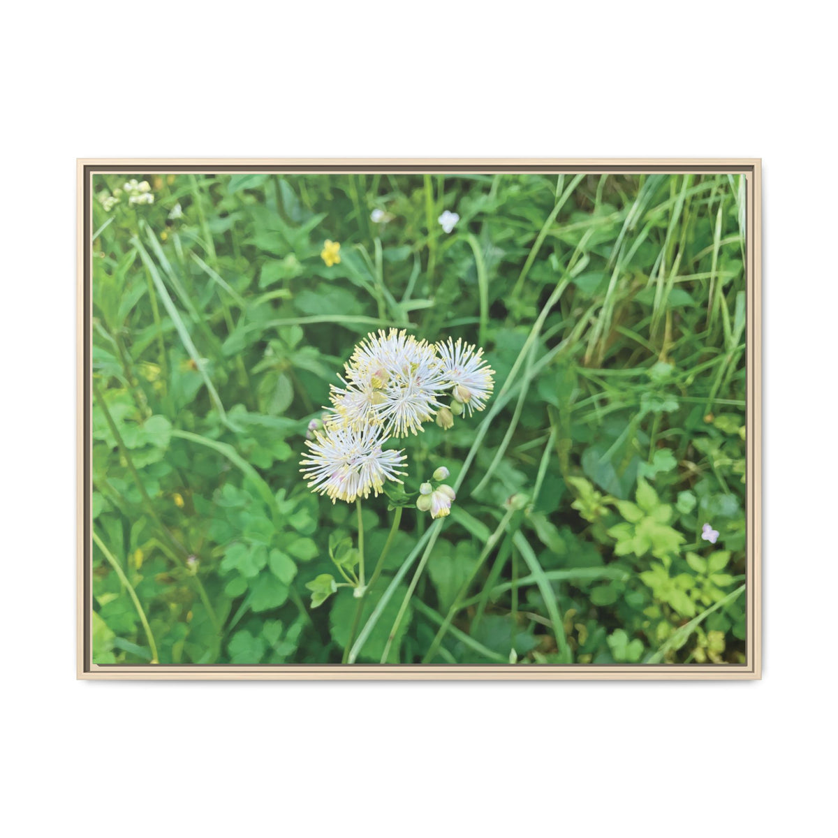 Thalictrum Aquilegiifolium | Framed Canvas