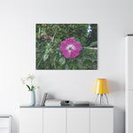 Stretched Matte Canvas - Flower of Rosa Pendulina
