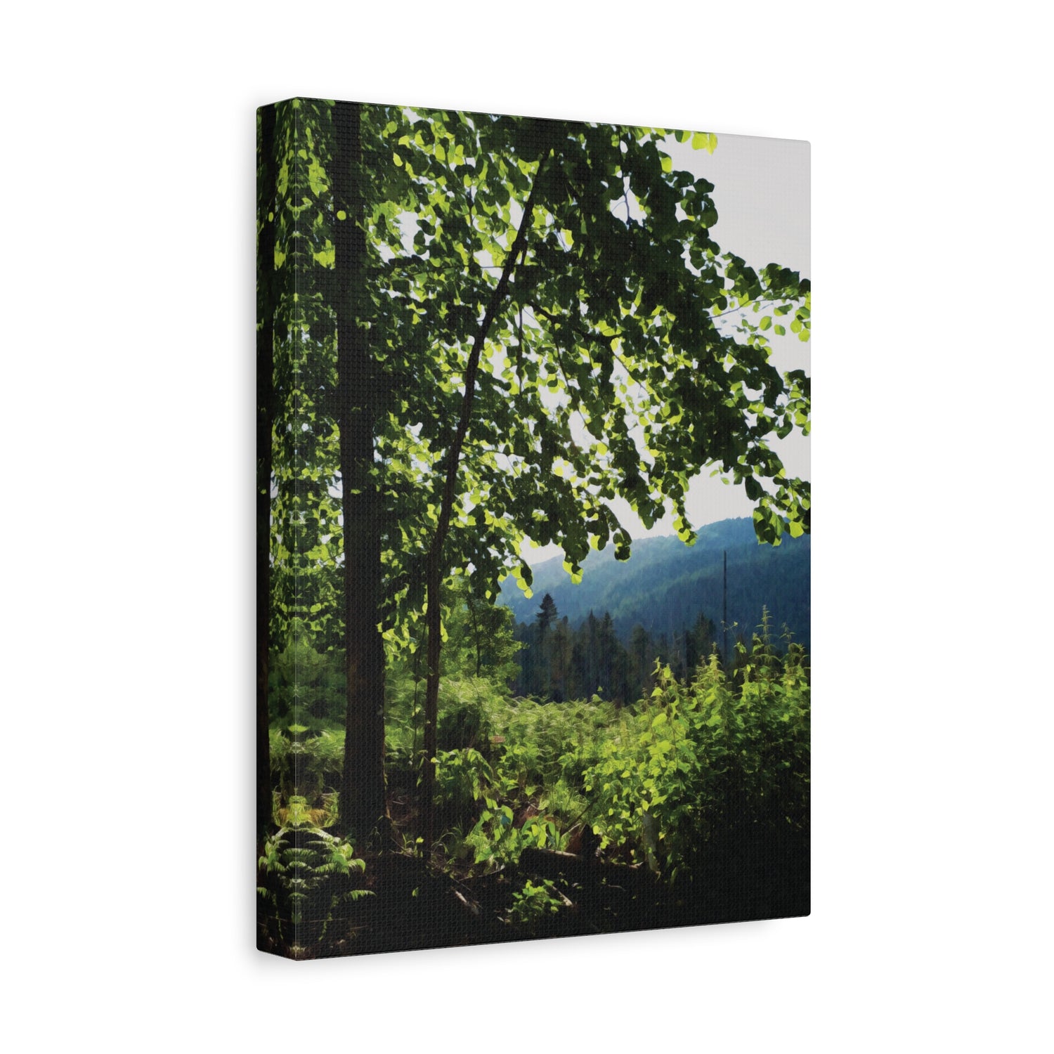 Stretched Matte Canvas - Forest
