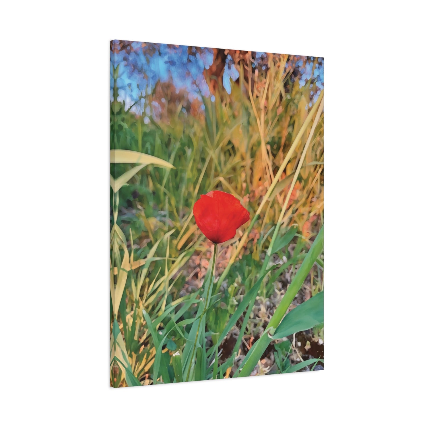 Stretched Matte Canvas - Flower of Papaver Rhoeas