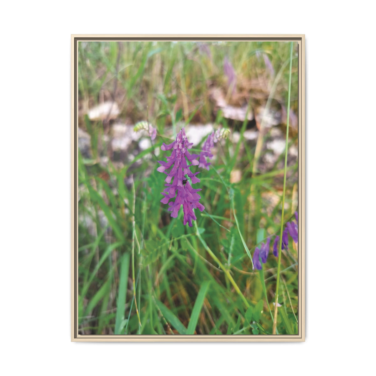 Vicia Tenuifolia | Framed Canvas