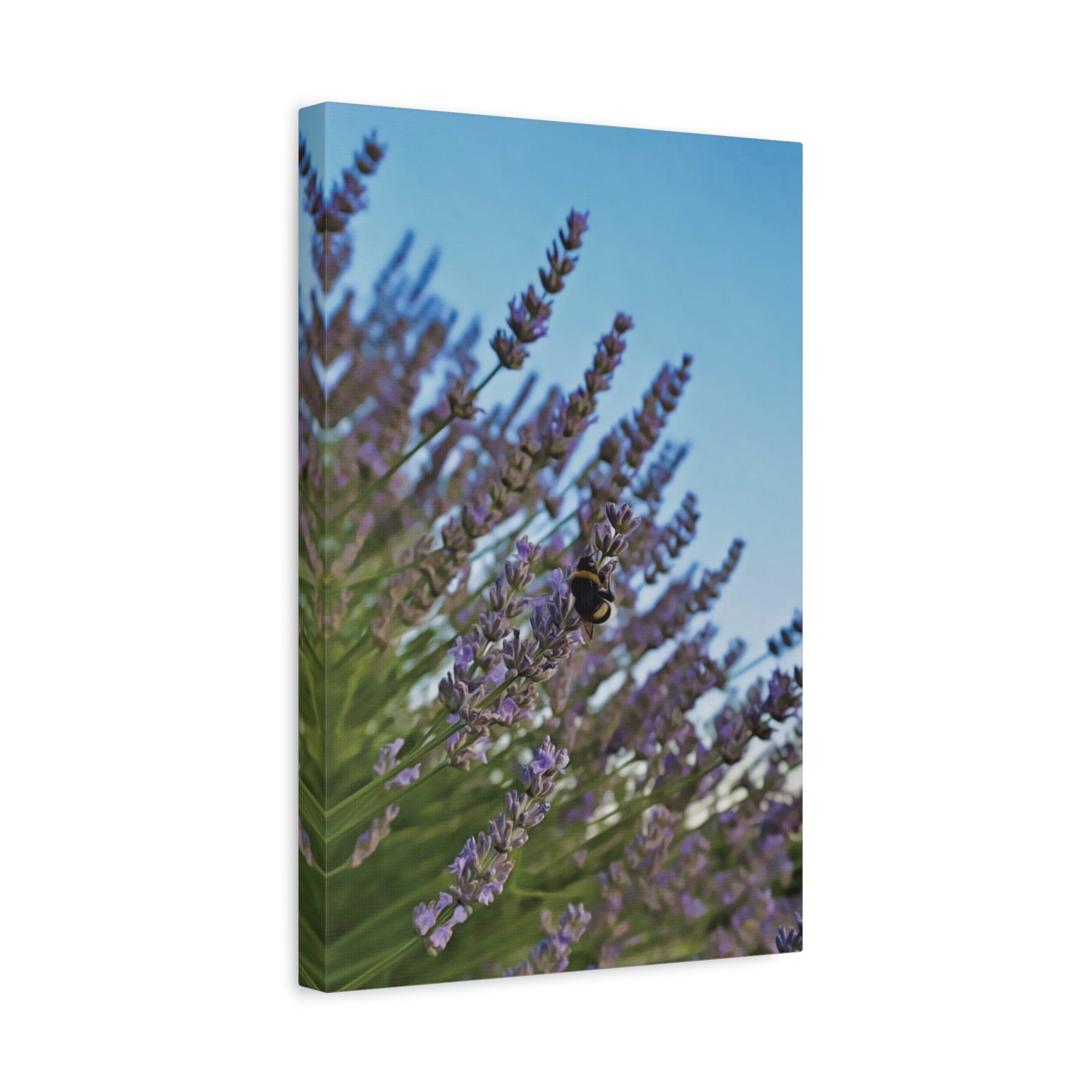 Stretched Matte Canvas - Flower of Lavender with Bombus Insect (Variant 1)