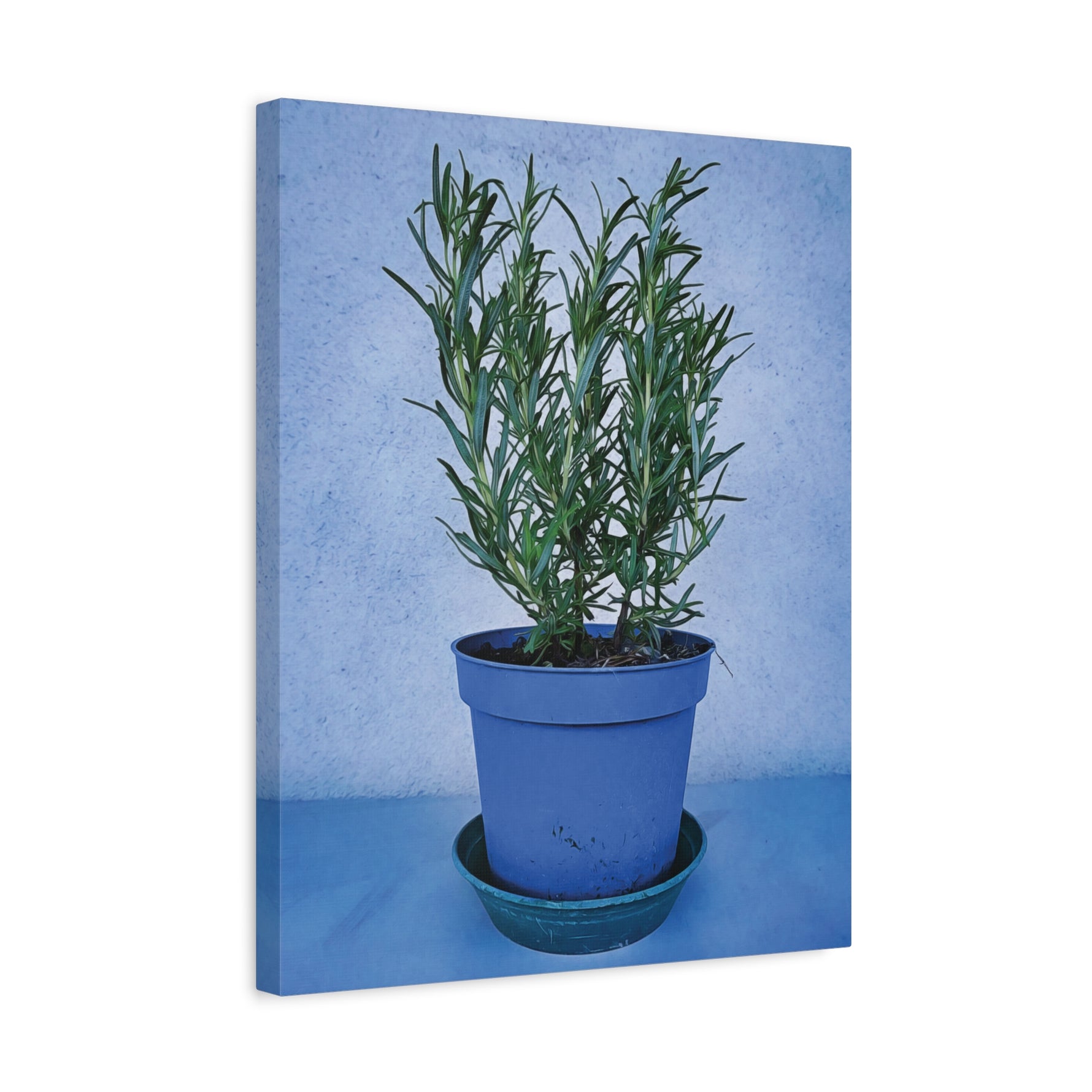 Stretched Matte Canvas - Rosemary Plant