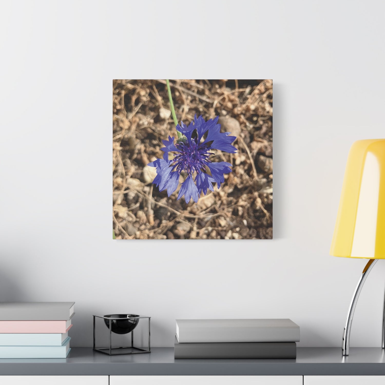 Stretched Matte Canvas - Flower of Fiordaliso (Centaurea Cyanus)