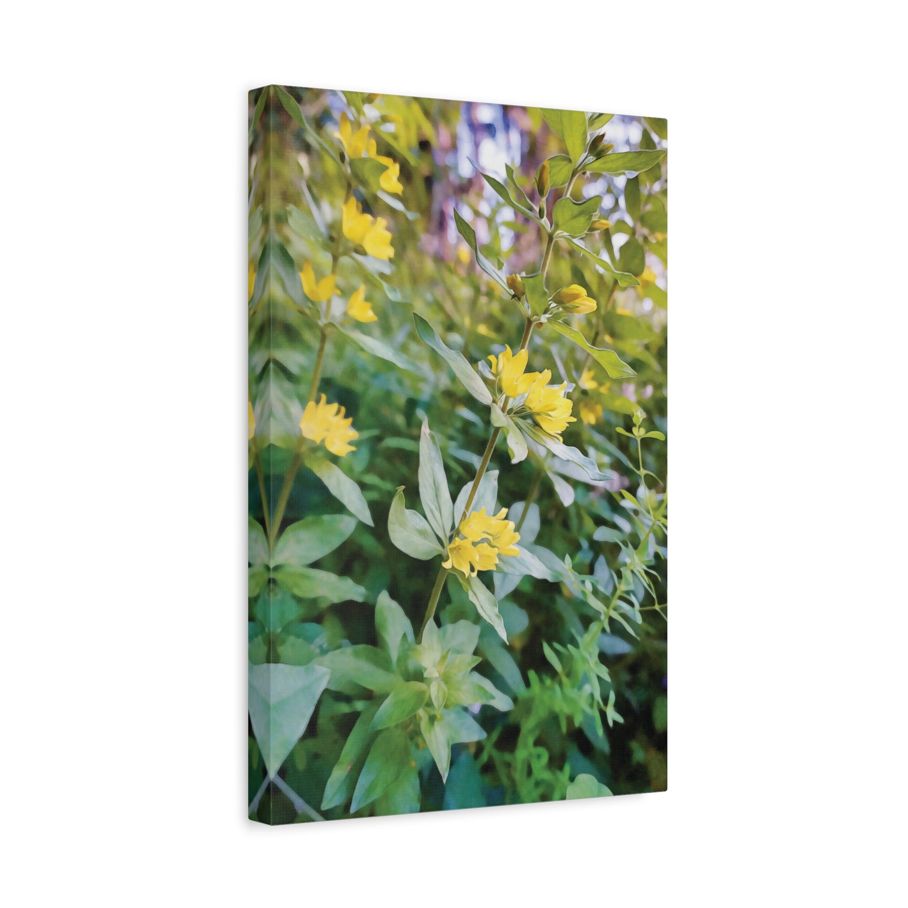 Stretched Matte Canvas - Flower of Lysimachia