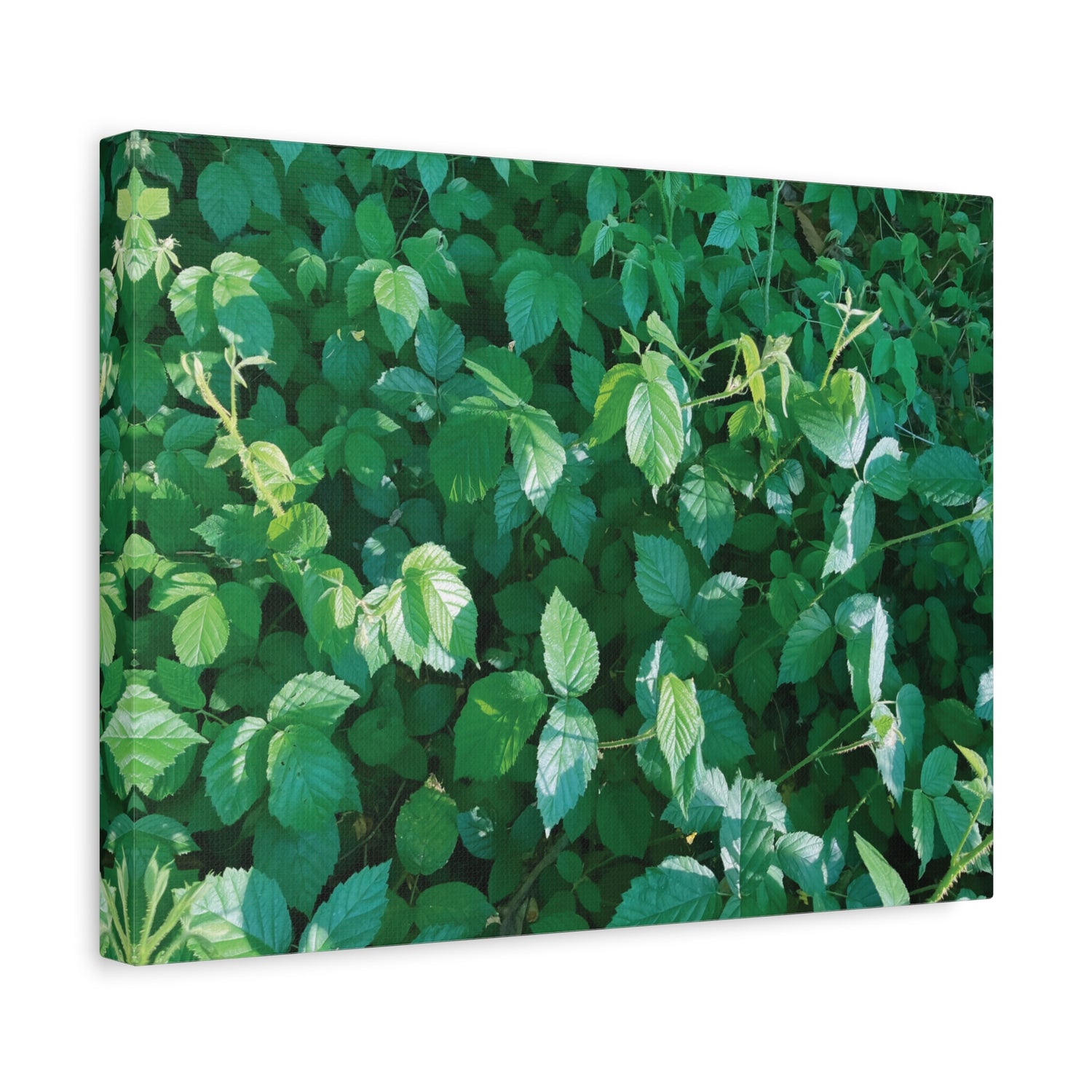 Stretched Matte Canvas - Rubus Leaves