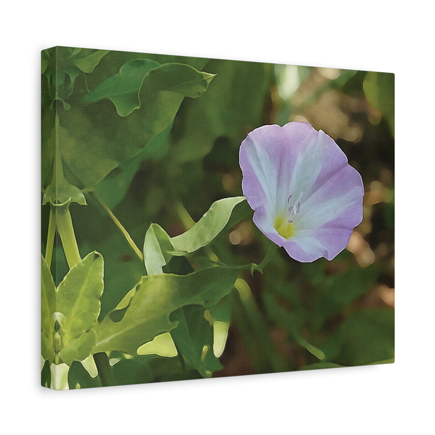 Stretched Matte Canvas - Flower of Convolvulus Arvensis/Vilucchio