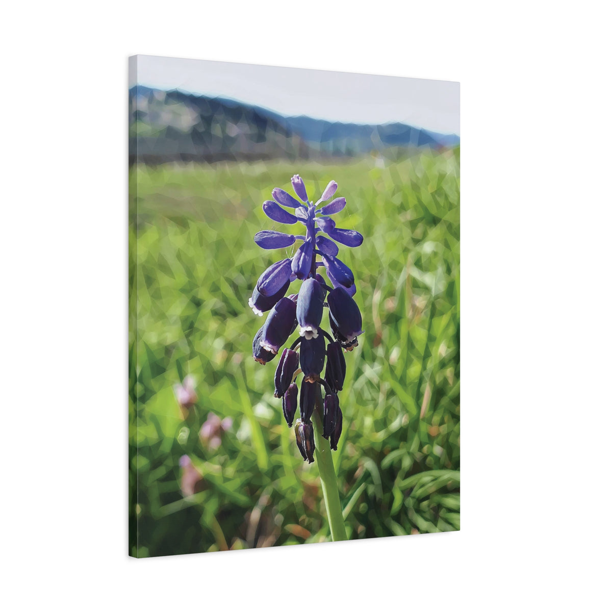 Stretched Matte Canvas - Poly Art - Flower of Muscari