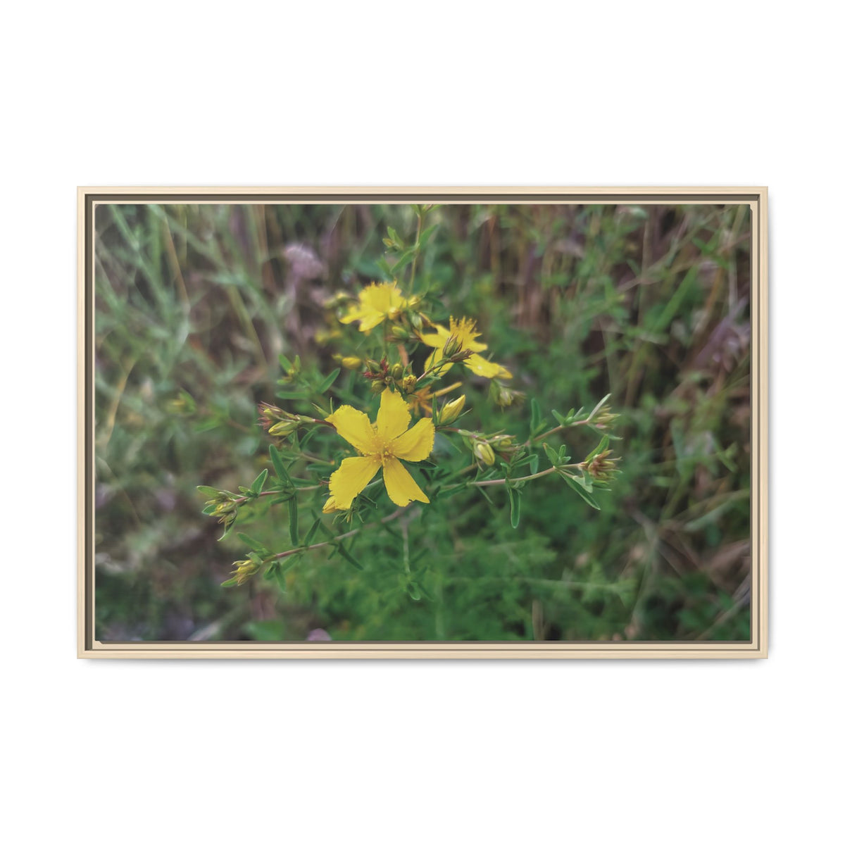 Hypericum Perforatum | Framed Canvas