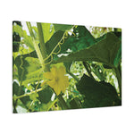 Stretched Matte Canvas - Flower of Cucumber