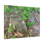 Stretched Matte Canvas - Flower of Geranium Nodosum