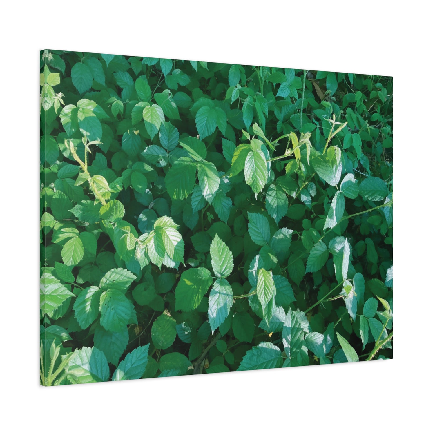 Stretched Matte Canvas - Rubus Leaves
