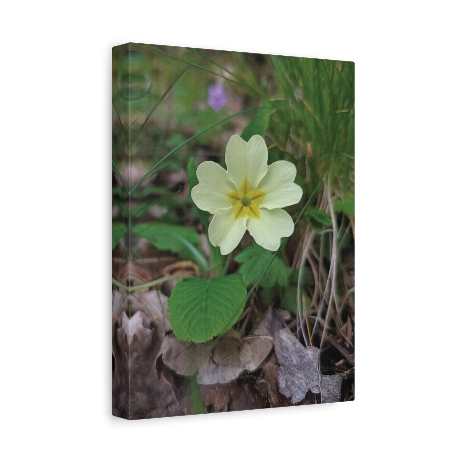 Stretched Matte Canvas - Flower of Primula