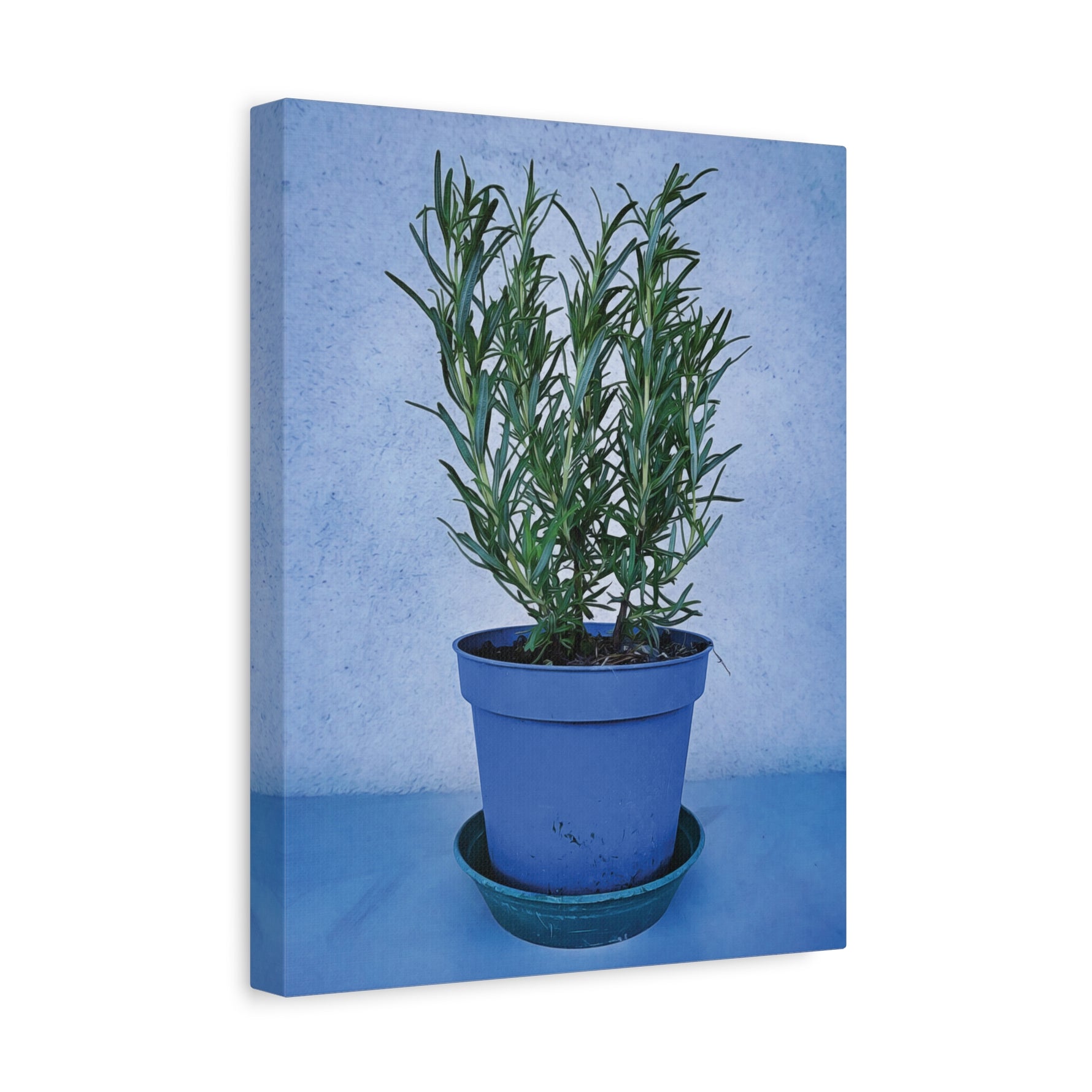 Stretched Matte Canvas - Rosemary Plant