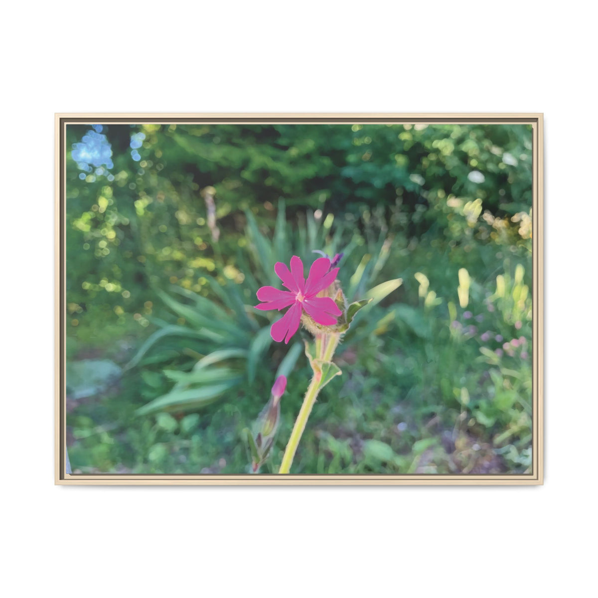 Silene Dioica | Framed Canvas