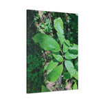 Stretched Matte Canvas - Castanea Tree Leaves
