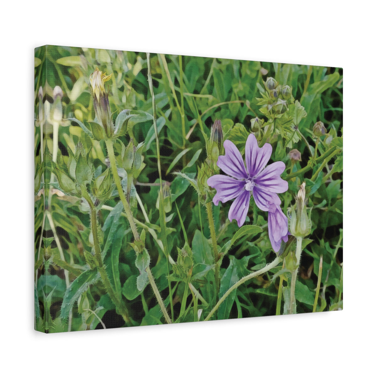 Stretched Matte Canvas - Flower of Malva Sylvestris