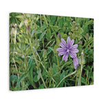 Stretched Matte Canvas - Flower of Malva Sylvestris