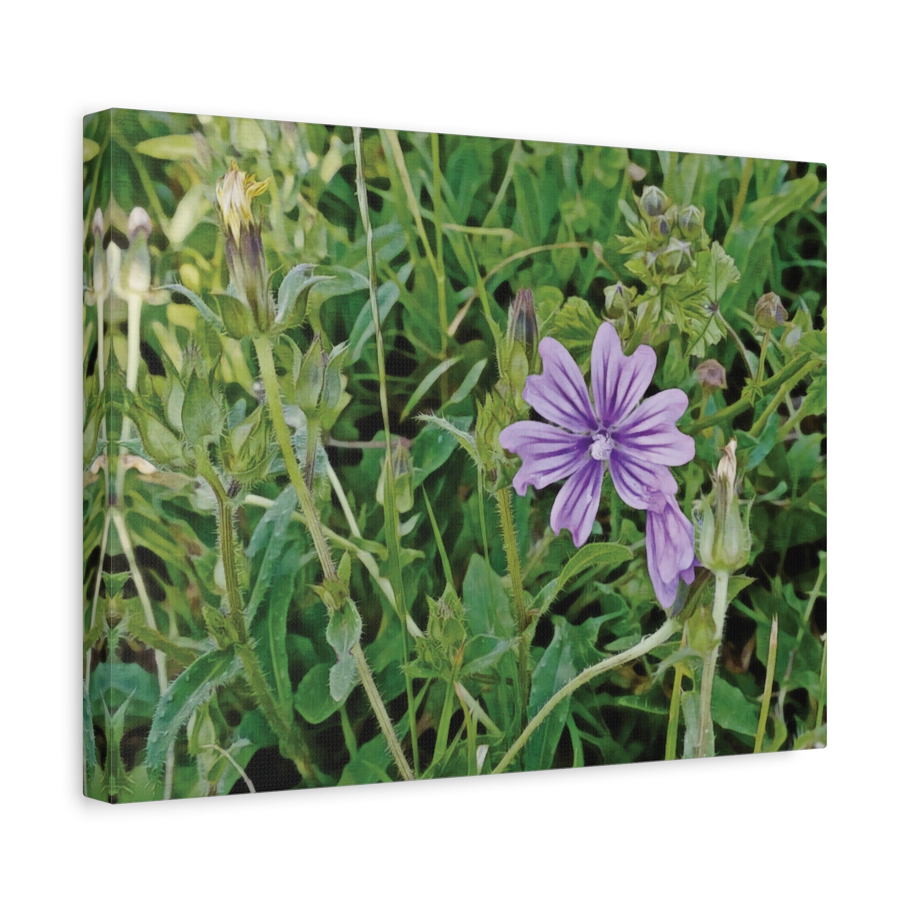 Stretched Matte Canvas - Flower of Malva Sylvestris