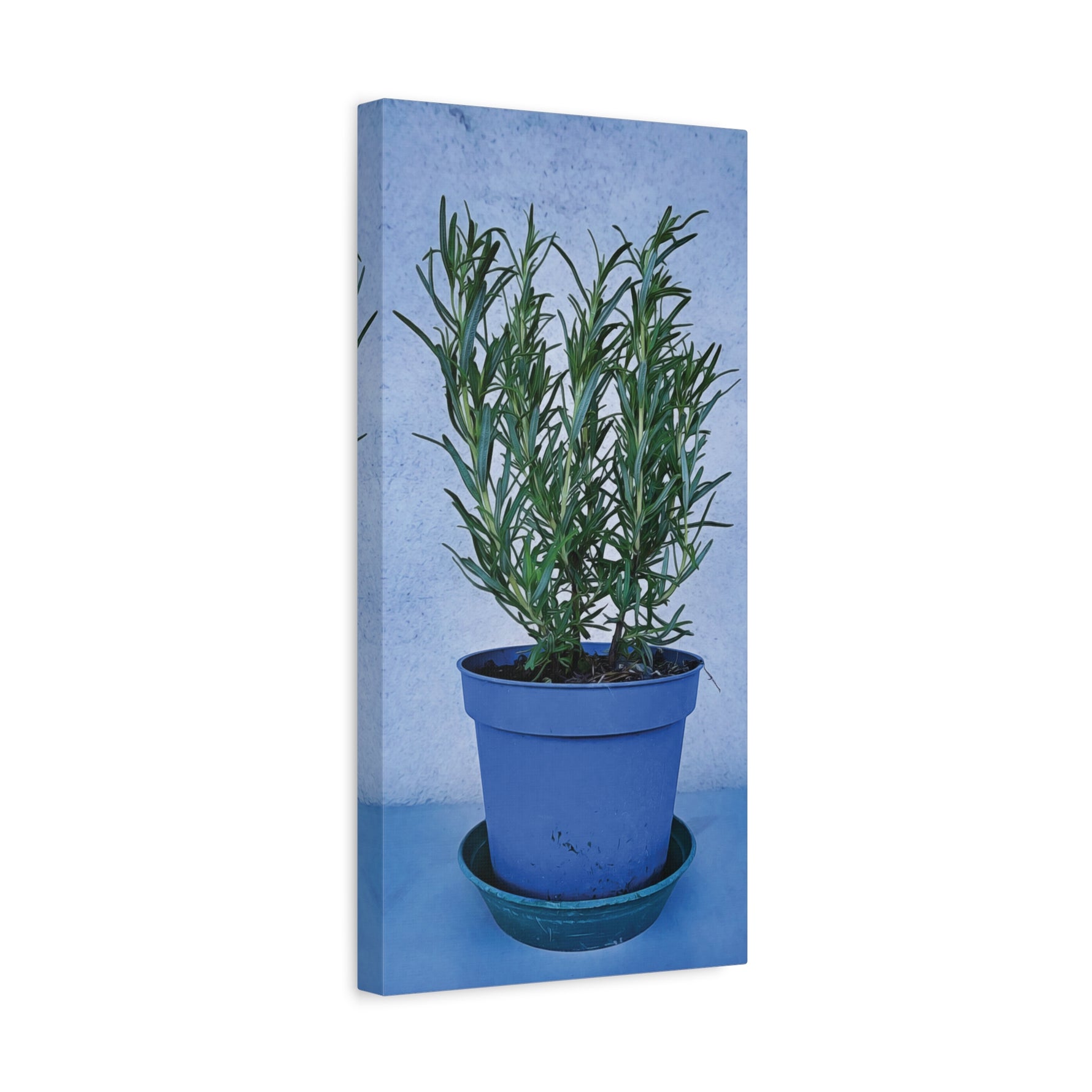 Stretched Matte Canvas - Rosemary Plant