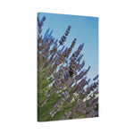 Stretched Matte Canvas - Flower of Lavender with Bombus Insect (Variant 1)