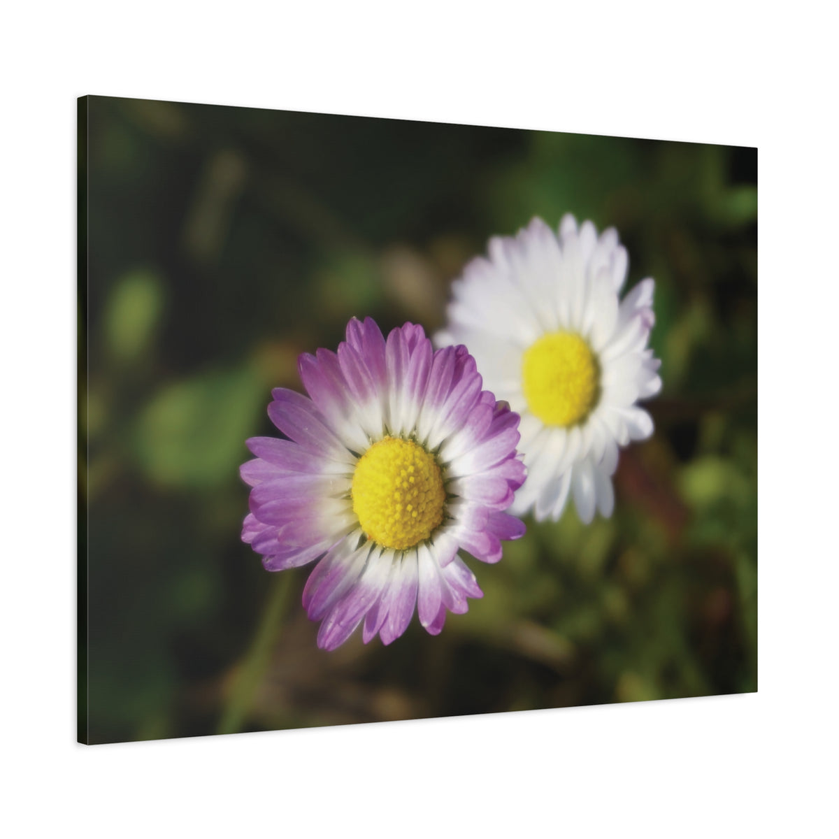 Stretched Matte Canvas - Flower of Daisies