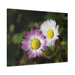 Stretched Matte Canvas - Flower of Daisies