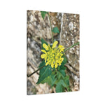 Stretched Matte Canvas - Flower of Sinapis Arvensis