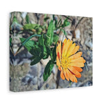 Stretched Matte Canvas - Poly Art - Flower of Calendula (Variant 2)