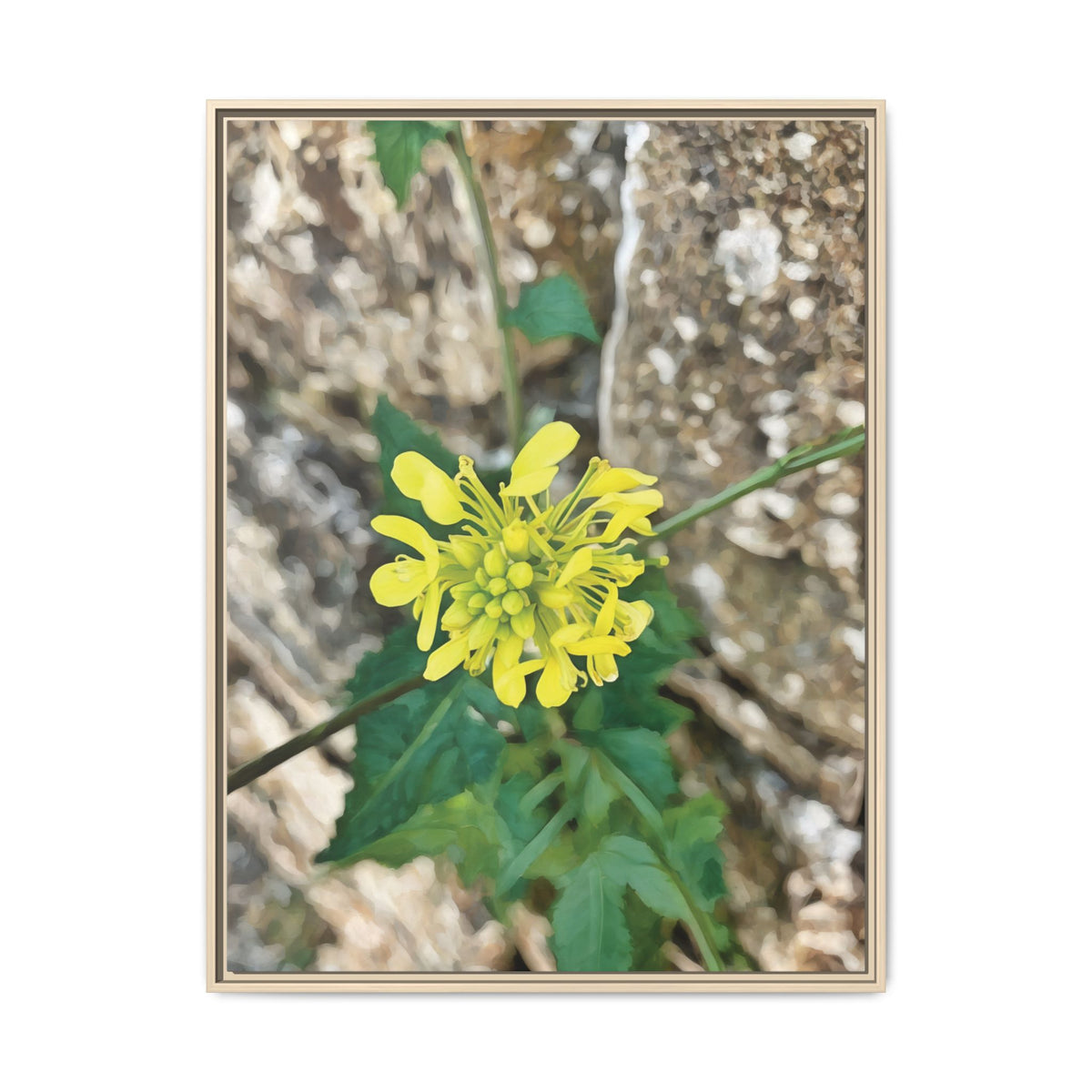 Sinapis Arvensis | Framed Canvas