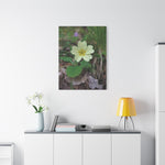 Stretched Matte Canvas - Flower of Primula