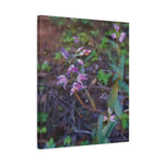 Stretched Matte Canvas - Flower of Cephalanthera Rubra