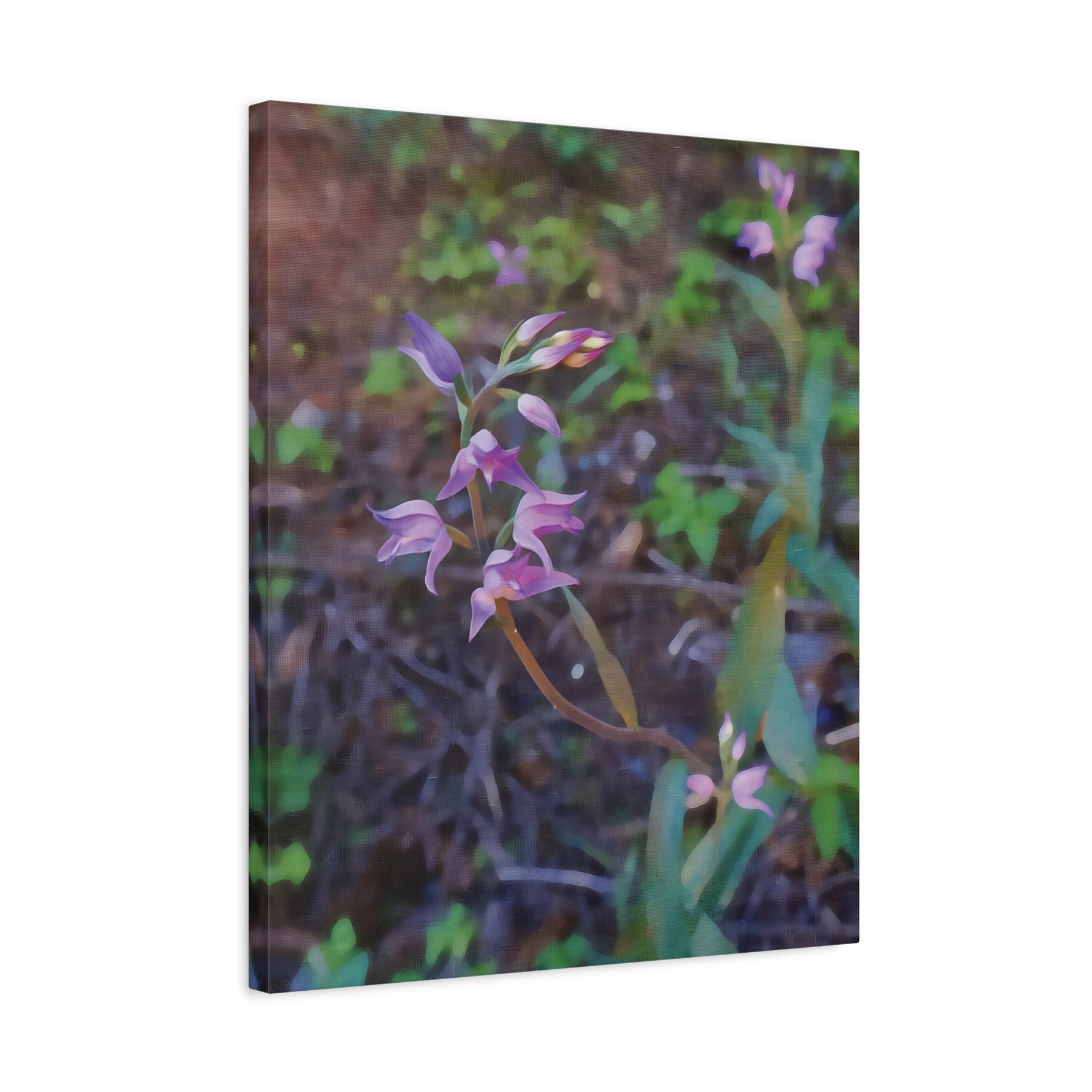 Stretched Matte Canvas - Flower of Cephalanthera Rubra